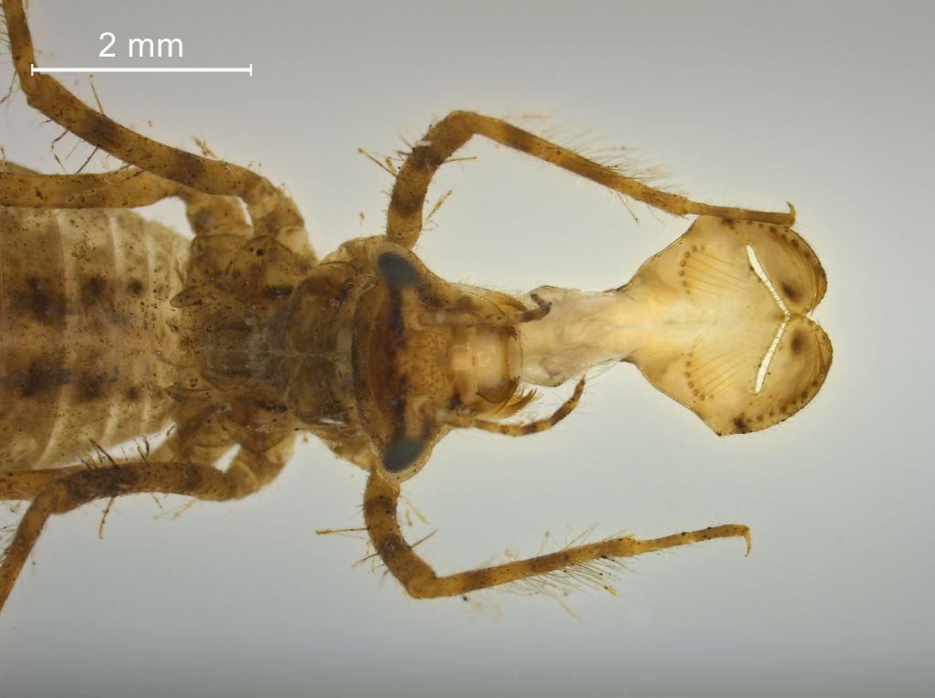 Cordulia aenea